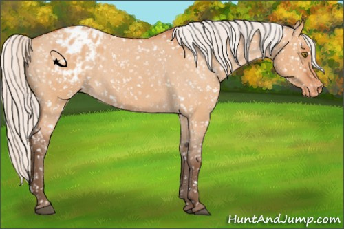 Horse Color:Silver Bay Roan Dun Appaloosa Rabicano 