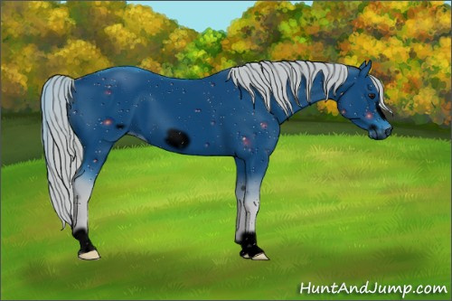 Horse Color:ERROR: UNKNOWN ANOMALY