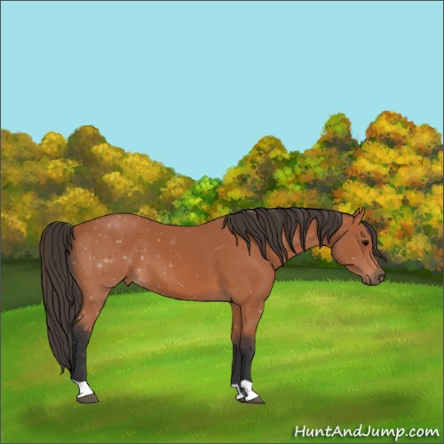 Horse Color:Bay 