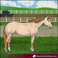 Horse Color:Red Dun 