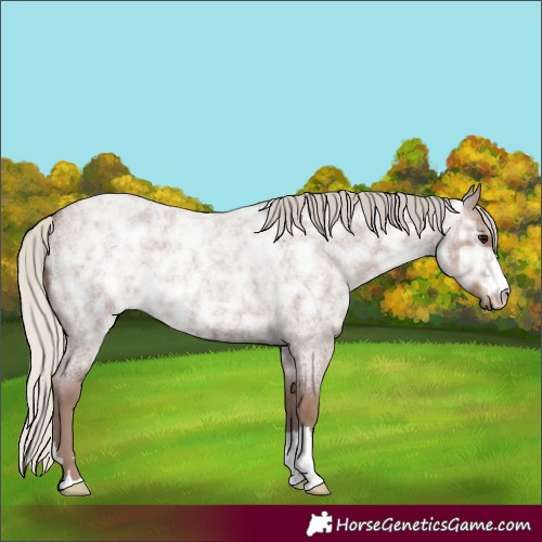 Horse Color:Silver Blue Ice Roan