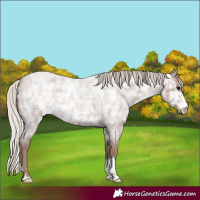 Horse Color:Silver Blue Ice Roan