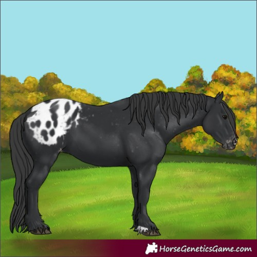 Horse Color:Black Appaloosa 
