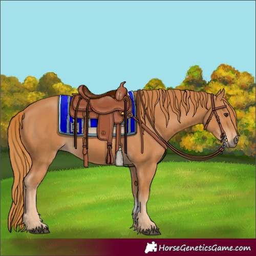 Horse Color:Chestnut 