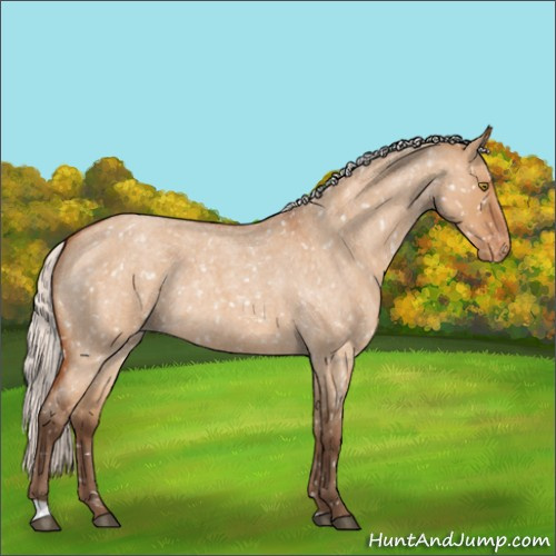 Horse Color:Silver Bay Roan Dun Snowflake Varnish Rabicano