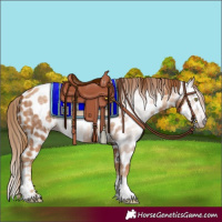 Horse Color:Gray Gold Champagne Appaloosa 
