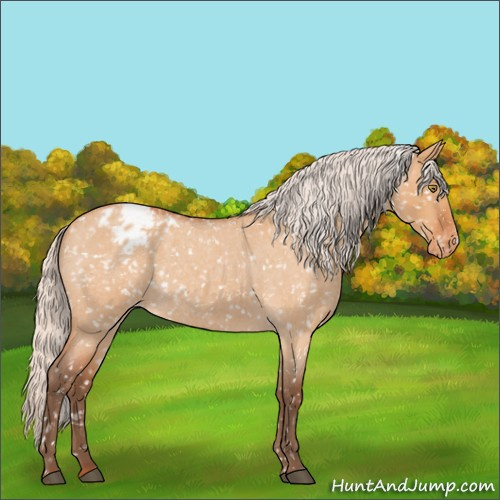 Horse Color:Silver Bay Roan Dun Snowflake Varnish Rabicano 