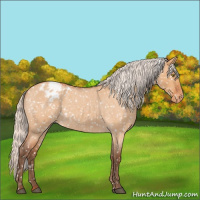 Horse Color:Silver Bay Roan Dun Appaloosa Rabicano 