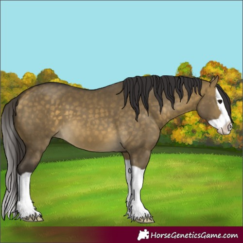 Horse Color:Buckskin Dun Splash