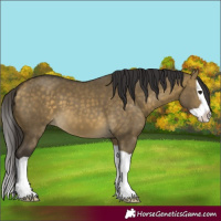Horse Color:Buckskin Dun Splash 