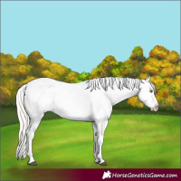 Horse Color:Silver Bay Roan Dun Appaloosa Rabicano