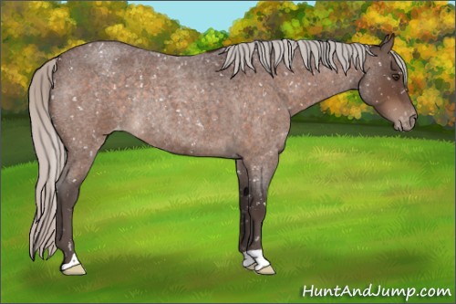Horse Color:Silver Brown Roan Appaloosa Rabicano 