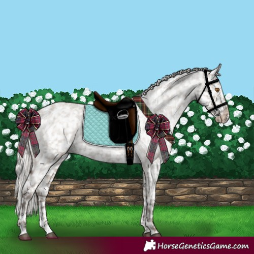 Horse Color:Silver Grullo Roan Appaloosa Rabicano 