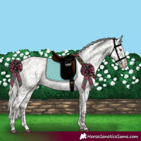 Horse Color:Silver Grullo Roan Appaloosa Rabicano 