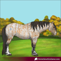 Horse Color:Buckskin  and Grullo Roan Sabino Rabicano 