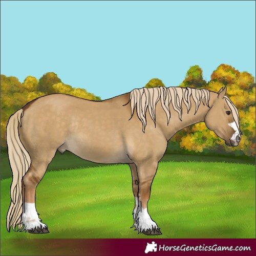 Horse Color:Chocolate Palomino Dun Rabicano