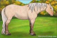 Horse Color:Silver Bay Roan Dun Appaloosa Rabicano 