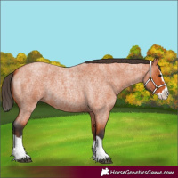 Horse Color:Bay Roan Splash