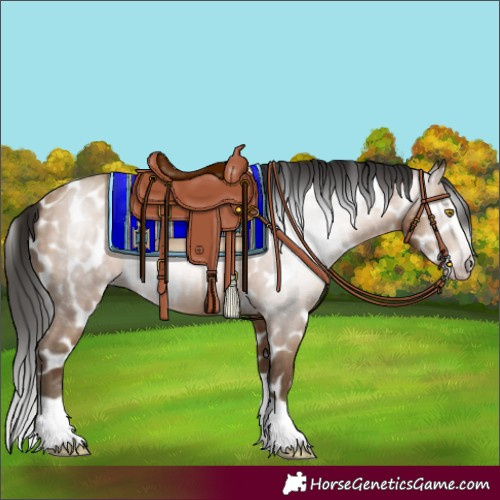 Horse Color:Gray Amber Champagne Splash Appaloosa 
