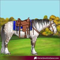 Horse Color:Gray Amber Champagne Splash Appaloosa 