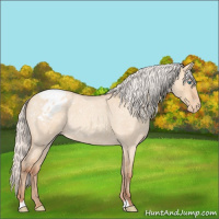 Horse Color:Silver Amber Champagne Roan Dun Appaloosa Rabicano 