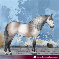 Horse Color:Gray Bay 