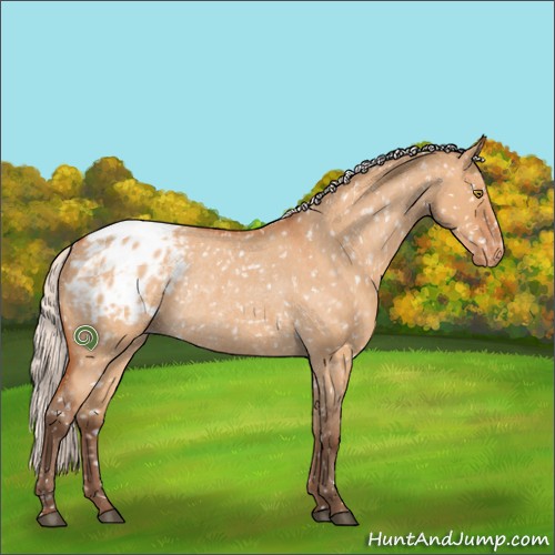 Horse Color:Silver Bay Roan Dun Appaloosa Rabicano 