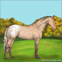 Horse Color:Silver Bay Roan Dun Appaloosa Rabicano 