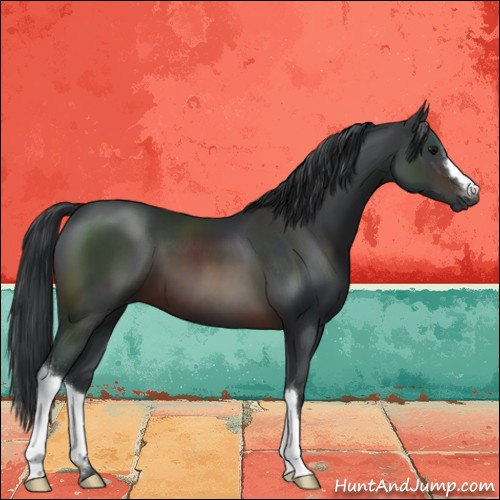 Horse Color:Brown 