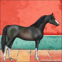 Horse Color:Brown 