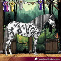 Horse Color:Black Appaloosa