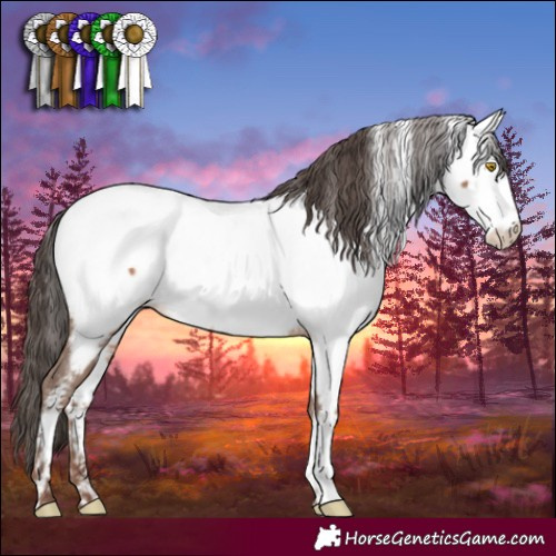 Horse Color:Sable Champagne Sabino Appaloosa 