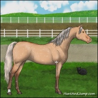 Horse Color:Silver Bay Roan Dun Appaloosa Rabicano 