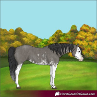 Horse Color:Unknown 