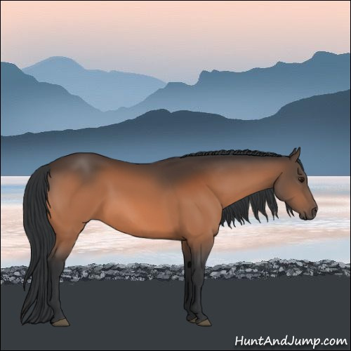 Horse Color:Brown 