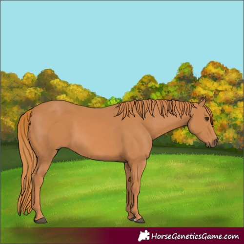 Horse Color:Chestnut 