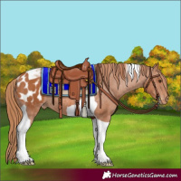 Horse Color:Chestnut Tobiano Appaloosa Rabicano 