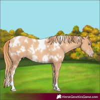 Horse Color:White Spotted Gold Champagne 