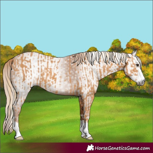 Horse Color:Chestnut  and Gray Chestnut 