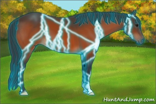 Horse Color:Thunderstruck Bay 