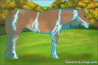 Horse Color:Thunderstruck Chestnut