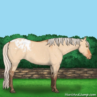 Horse Color:Silver Bay Roan Dun Appaloosa Rabicano 