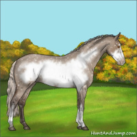 Horse Color:Silver Grullo Roan Frame Appaloosa Rabicano 