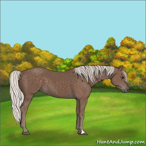 Horse Color:Silver Black