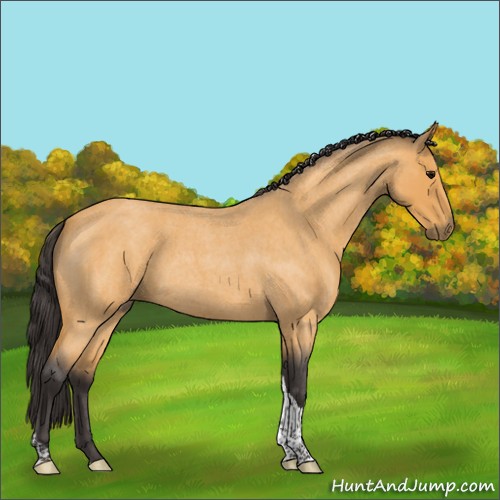 Horse Color:Buckskin Roan Tobiano Rabicano