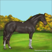 Horse Color:Liver Chestnut Sabino Tobiano Rabicano 