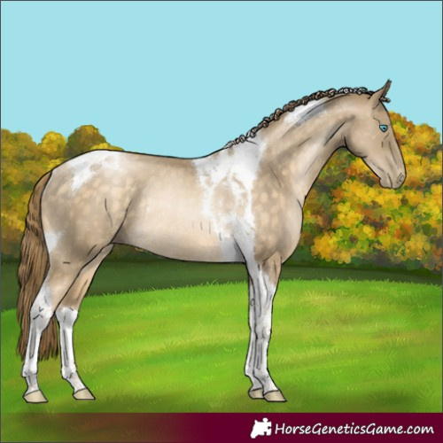Horse Color:Buckskin Pearl Tobiano Rabicano 