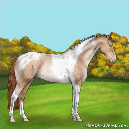 Horse Color:Buckskin Pearl Tobiano Rabicano 