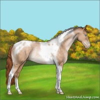 Horse Color:Buckskin Pearl Tobiano Rabicano 