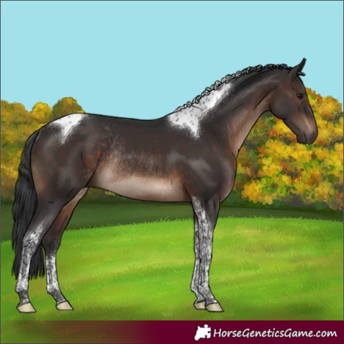 Horse Color:Brown Tobiano Rabicano